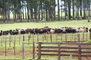 Gado bovino em propriedade rural em Mato Grosso do Sul (Foto: Arquivo/Campo Grande News)