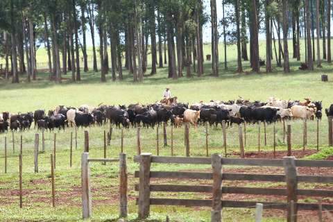 Sindicato Rural pede cautela sobre importação de gado paraguaio para MS