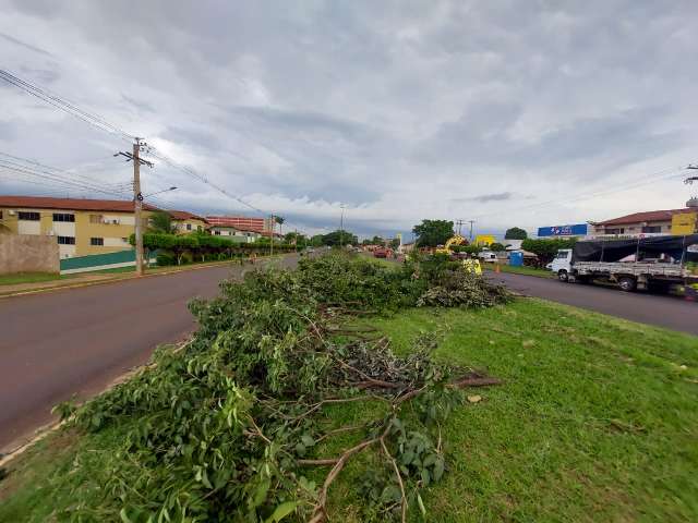 Popula&ccedil;&atilde;o lamenta derrubada de &aacute;rvores na Avenida Gunter Hans 