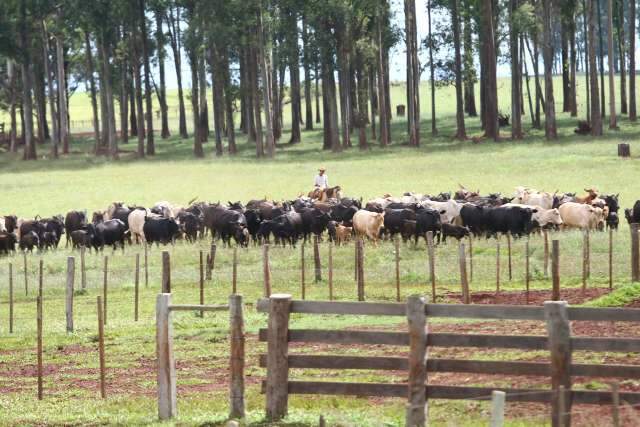 Sindicato Rural pede cautela sobre importa&ccedil;&atilde;o de gado paraguaio para MS