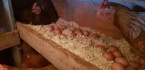 Campo Grande pode ganhar 1ª indústria de ovos orgânicos em pó do Brasil