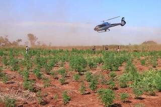 Helicóptero da PF brasileira se aproxima de lavoura de maconha na fronteira (Foto: Divulgação)