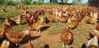 As galinhas dentro da área da granja Ovos Pocó, em Jaguari. (Foto: Arquivo pessoal)
