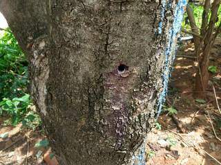 Agente comunitária fez furos em árvore para aplicar veneno. (Foto: Divulgação/PMA)