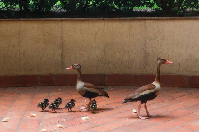 Fam&iacute;lia de patos &quot;visita&quot; hotel e surpreende funcion&aacute;rios 