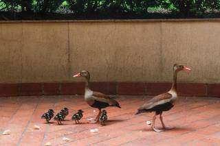 Família de patos na varanda do Hotel Vale Verde nesta manhã. (Foto: Henrique Kawaminami)