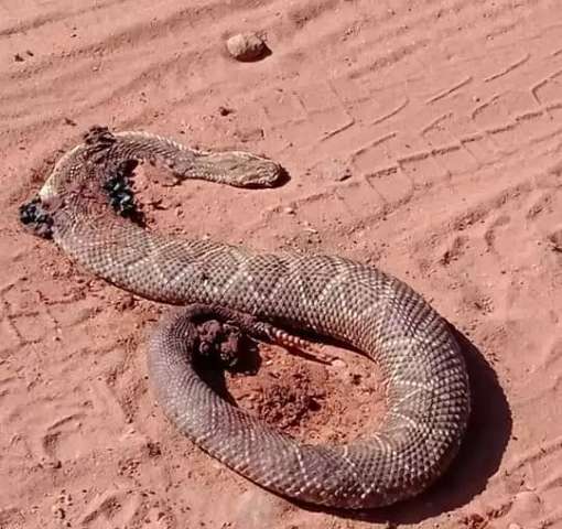 Do mato para cidade: Cobras &ldquo;invadem&rdquo; bairros e preocupam moradores