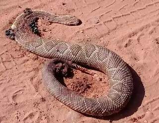 Animais têm aparecido após fechamento de serpentário da Embrapa, segundo moradores (Direto das Ruas)