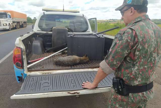 Cachorro-do-mato &eacute; resgatado em estado cr&iacute;tico ap&oacute;s atropelamento na BR-163