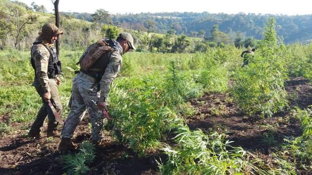 Em 8 dias, opera&ccedil;&atilde;o j&aacute; destruiu 1,2 milh&atilde;o de quilos de maconha na fronteira