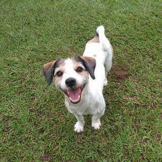 Pet Lar posta também fotos e dicas sobre cuidado animal nas redes sociais. (Foto: Reprodução/Facebook)