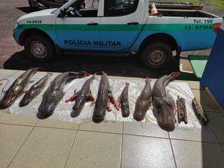 Pescado apreendido com grupo preso por pesca predatória (Foto: Divulgação/PMA)