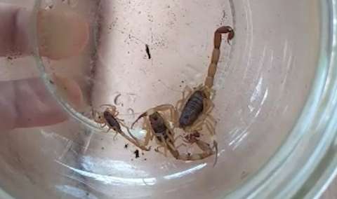 Dona de casa reclama de infestação de escorpiões: 'encontramos na cama'