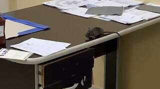 Rato andando pela mesa do médico dentro do consultório, na UPA Coronel Antonino. (Foto: Reprodução/Víde Direto das Ruas)