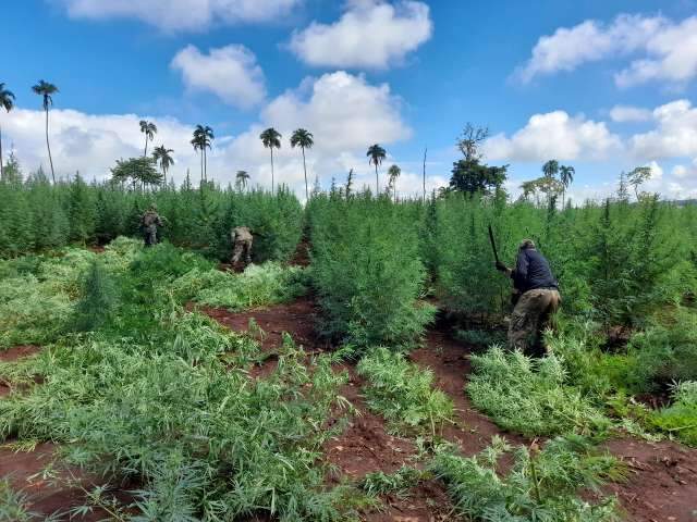 Opera&ccedil;&atilde;o termina com destrui&ccedil;&atilde;o de quase 1.500 toneladas de maconha
