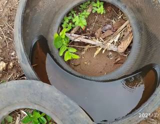 Muitos pneus já criavam larvas do mosquito da dengue (Foto: Divulgação/Decat)