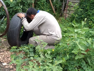 Profissional de vigilância sanitária remove pneu de quintal em Campo Grande (Foto: Arquivo)