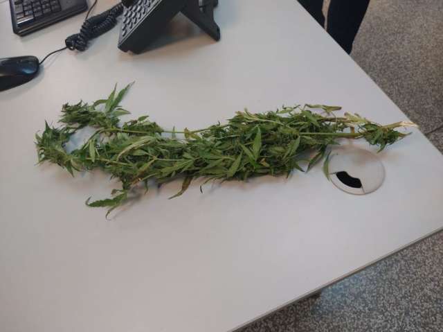 Mulher &eacute; flagrada com p&eacute; de maconha ao ir denunciar agress&otilde;es do marido na Deam
