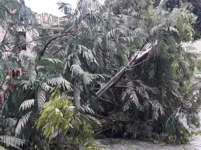 Chuva com ventos de 48 km/h derruba galhos de &aacute;rvore e entorta placa de tr&acirc;nsito