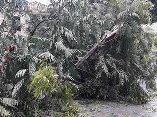 Galhos de árvore caíram na avenida Monte Castelo e entortaram placa de trânsito. (Foto: Direto das Ruas)