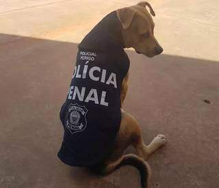 Mascote, cachorro apelido de &#34;Perigo&#34; veste o colete da polícia penal de Mato Grosso do Sul (Foto: Arquivo Pessoal)