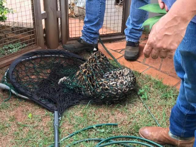 Jaguatirica faz visitinha e se abriga em casa no Cidade Jardim 