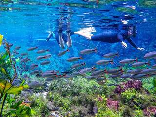 Flutuação é uma das atrações turísticas em Bonito em que você se sente parte de um aquário natural (Foto: Reprodução)