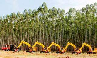 Imagem mostra máquinas trabalhando em plantação de eucalipto em Mato Grosso do Sul (Foto: Ascom)