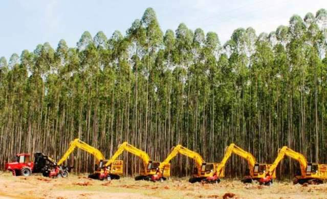 Mesmo com &#039;boom&#039; no plantio, escassez de madeira amea&ccedil;a produ&ccedil;&atilde;o de MS