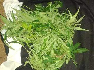 Jovem termina namoro, fica com p&eacute;s de maconha e acaba preso