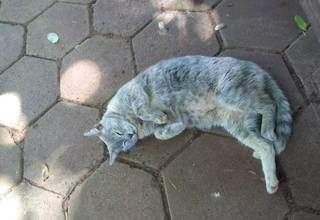 Gordinha tem a AIDS felina, comum em gatos de rua (Foto: Arquivo Pessoal)