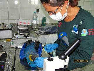 Arara azul envenenada por organofosforado no Pantanal (Foto: Divulgação/Carlos Cézar Corrêa/Arara Azul)