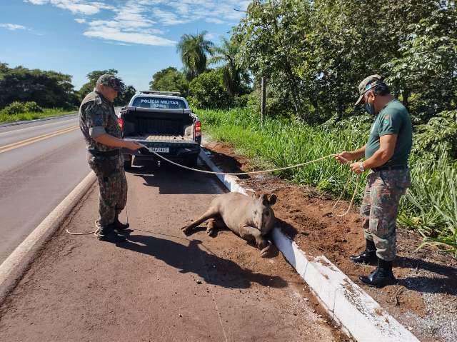 Ferida e sem conseguir andar ap&oacute;s atropelamento, anta &eacute; capturada na BR-262