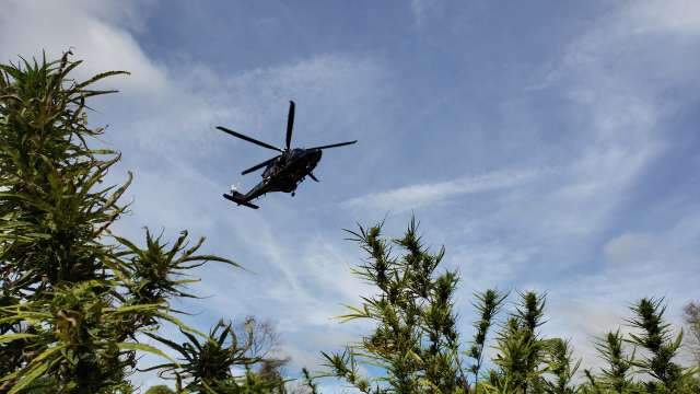 Pela 2&ordf; vez em um m&ecirc;s, Paraguai e Brasil unem for&ccedil;as contra ro&ccedil;as de maconha