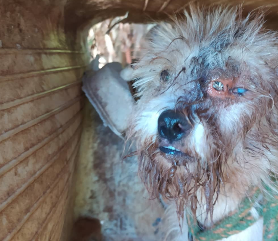 Contador &eacute; preso por manter 4 c&atilde;es sem comida, um deles com olho cheio de bichos