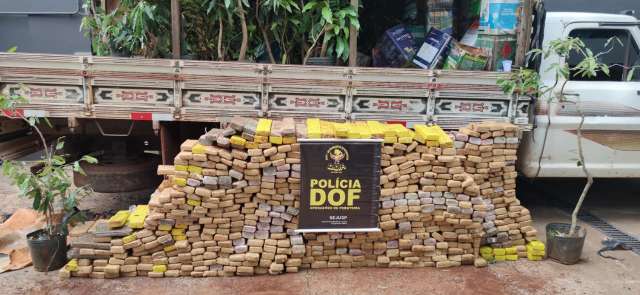 DOF apreeende meia tonelada de maconha escondida em vasos com plantas 