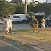 Vaca invade avenida, ataca pedestres e "rolê" vai parar no Tik Tok