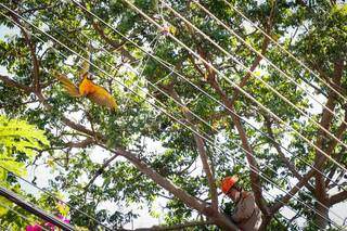 Bombeiros tentando resgatar ave de árvore. (Foto: Henrique Kawaminami)