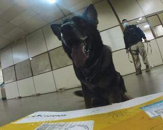 Um dos cães que atuaram na busca pelas drogas. (Foto: PRF)