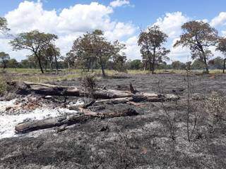 Área foi incendiada após fogo utilizado por funcionários sair de controle. (Foto: Divulgação/PMA)
