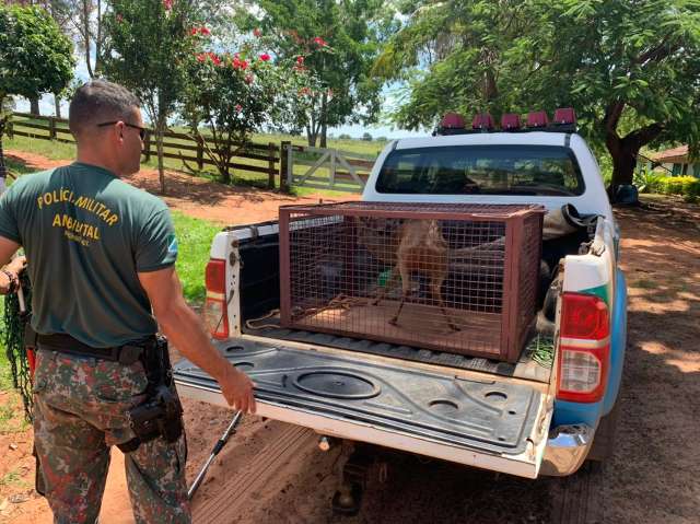 Se escondendo de cachorros em fazenda, veado-mateiro &eacute; resgatado pela PMA