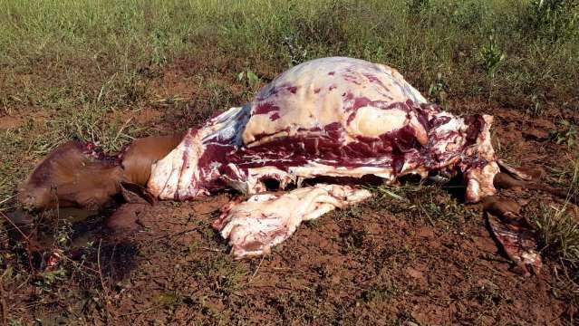 Ladr&otilde;es invadem fazenda para roubar &ldquo;picanha&rdquo; de novilha