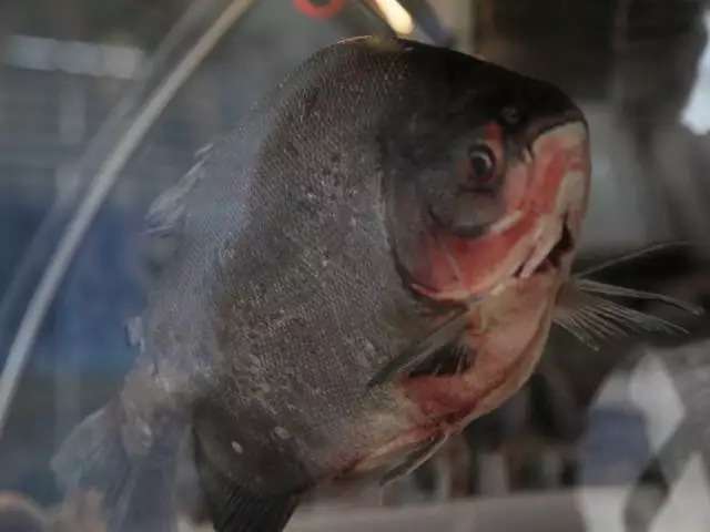 Capital tem sardinha por R$ 8 o quilo e bacalhau de at&eacute; R$ 149