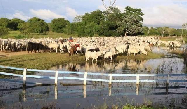 Cientistas de MS criam vacina para carrapato bovino, que traz perda de R$ 18 bi