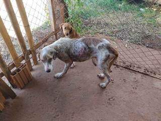 Cachorro foi encontrado com diversos ferimentos na pele e desnutrido. (Foto: Divulgação/PMA)