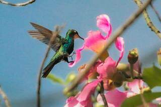 Beija-flor suspenso no ar, se alimentando de néctar da flor da paineira. (Foto: Marcos Maluf)
