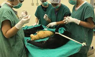 Gato passa por procedimento cirúrgico que, assim como em humanos, existe suporte de oxigênio e medicamentos. (Foto: Divulgação)