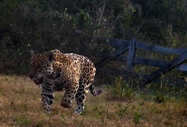 C&acirc;meras espalhadas no Pantanal contam impacto das queimadas na fauna