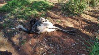 Ema encontrada morta na propriedade. (Foto: PMA) 