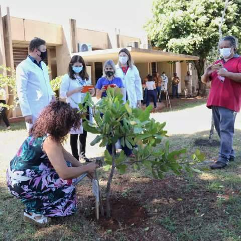 Saudade de quem partiu no ano de pandemia vira bosque em hospital